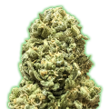 Monster Girl Scout Cookies - Monster Genetics