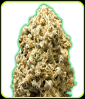 Monster Pebbles - Monster Genetics