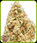 Monster Profit - Heavyweight Seeds
