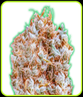 Monster Zkittles - Monster Genetics