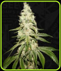 Mont Blanc - TH Seeds