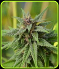 MoonShadow - Norstar Genetics