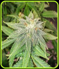 Moon Fruit - Top Shelf Elite Seeds
