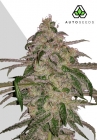 Moonrocks Auto - Auto Seeds