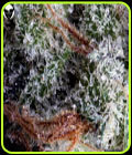 Moonshine Haze - Rare Dankness Seeds