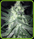 Moonshine Haze x Ghost Train Haze #1 - Rare Dankness Seeds