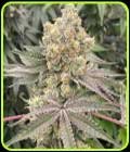 Mop Chopper - Karma Genetics