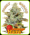 Morango Haze - Family Ganjah Seeds