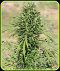 Moroccan Beldia Kif - Ace Seed bank