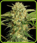 Motavation - Serious Seeds