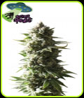 Mother Ape Shit Auto - Yieldmonger Seeds