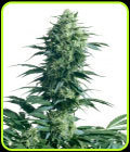 Mother's Finest - Sensi Seeds