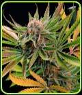 Mothertongue - Subcools The Dank