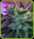 Mothertongue - Jinxproof Genetics