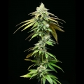 Motor City - Cookies Seed Bank