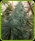 Mountain Gold - Ace Seed bank
