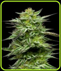 Mountaintop Mint - Humboldt Seed Company