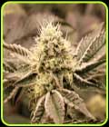 Mouth Wash - Humboldt Seed Organisation