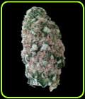 Mr. Fix - VIP Seeds