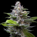 Murder Hornet - Cookies Seed Bank