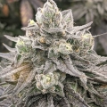 Muscadine - Rare Dankness Seeds