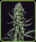 Muse - R-Kiem Seeds
