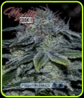Mystic Cookie - Positronic Seeds