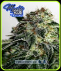 Mystic Cookie Express - Positronic Seeds