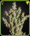 NL5 Haze Mist - Green House Seeds