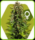 NYC Diesel - Zambeza Seeds