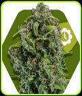NYC Diesel Auto - Zambeza Seeds