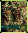 NY Diesel - Vision Seeds
