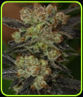 NY Purple Diesel - Next Generation Seeds