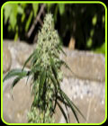 Nagual (NG-1) - Medical Marijuana Genetics