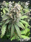 Nana Budder - ElevenThirty Genetics