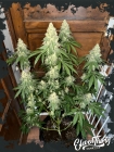 Nana Budder Auto - ElevenThirty Genetics