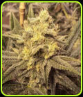 Nana Pie - Garden Ablaze Seeds