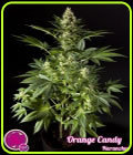 Orange Candy - Philosopher Seeds