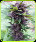 Narco Purps Auto - Cream of the Crop