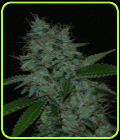 Narcotherapy Auto - Cream of the Crop