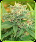 Narcotic Kush Auto - Cream of the Crop