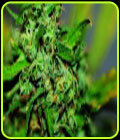 Narkush - Seedsman Seeds