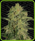 Nebula 1:1 CBD - Paradise Seeds