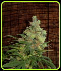 Neil Haze - Kannabia Seeds