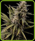 Nemesis - Seedsman Seeds