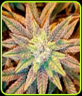 Nepal Gum OG - Philosopher Seeds