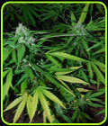 Nepal Highland - Cannabiogen Seeds