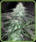 Nepalese Jam - Cannabiogen Seeds