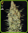 Neville's Haze - Green House Seeds