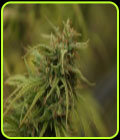 SALE - Nevilles Skunk - Mr Nice Seeds - Cannabis Seed Sale Items